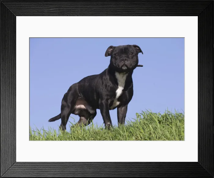 Framed Print : 13132375. Staffordshire Bull Terrier dog outdoors Date Framed Print : 13132375. Staffordshire Bull Terrier dog outdoors Date
