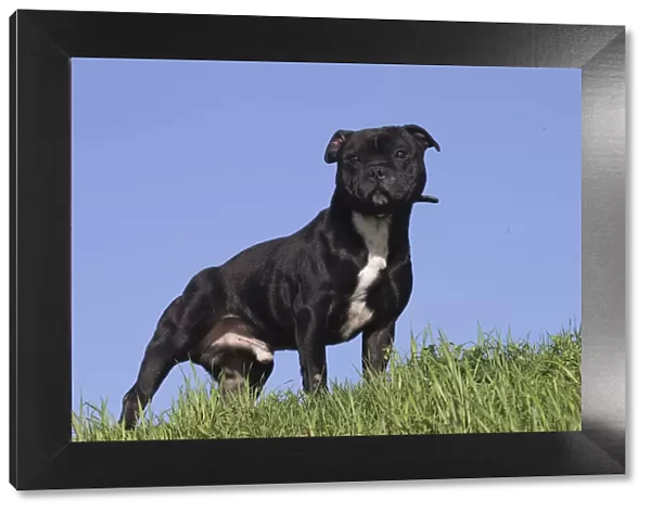13132376. Staffordshire Bull Terrier dog outdoors Date