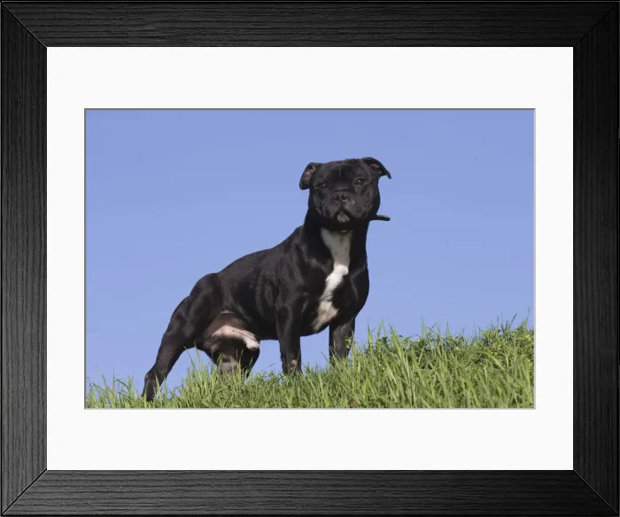 Framed Print : 13132376. Staffordshire Bull Terrier dog outdoors Date Framed Print : 13132376. Staffordshire Bull Terrier dog outdoors Date
