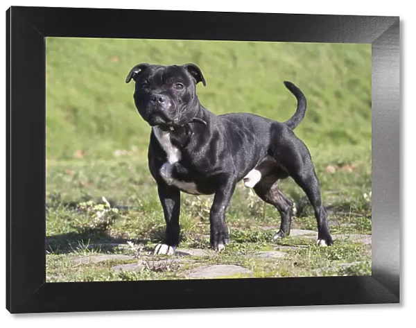 13132378. Staffordshire Bull Terrier dog outdoors Date