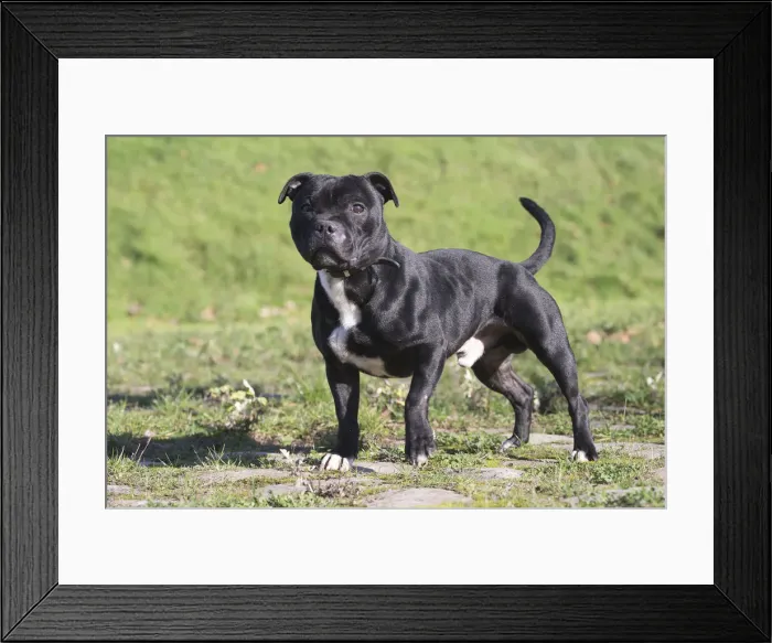 Framed Print : 13132378. Staffordshire Bull Terrier dog outdoors Date Framed Print : 13132378. Staffordshire Bull Terrier dog outdoors Date