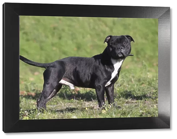 13132377. Staffordshire Bull Terrier dog outdoors Date