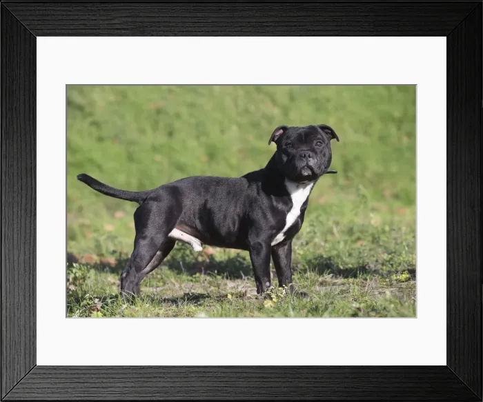 Framed Print : 13132377. Staffordshire Bull Terrier dog outdoors Date Framed Print : 13132377. Staffordshire Bull Terrier dog outdoors Date