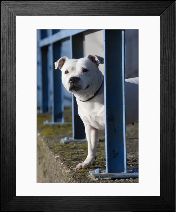 Framed Print : 13132380. Staffordshire Bull Terrier dog outdoors Date Framed Print : 13132380. Staffordshire Bull Terrier dog outdoors Date