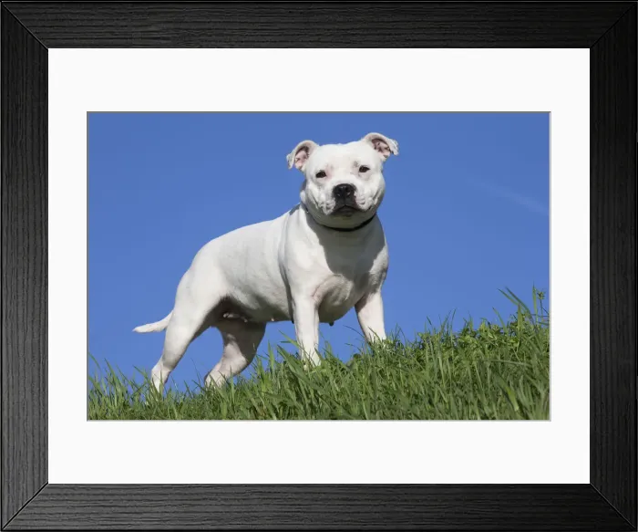 Framed Print : 13132379. Staffordshire Bull Terrier dog outdoors Date Framed Print : 13132379. Staffordshire Bull Terrier dog outdoors Date