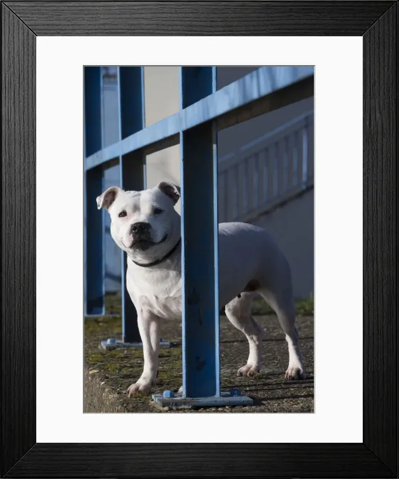 Framed Print : 13132381. Staffordshire Bull Terrier dog outdoors Date Framed Print : 13132381. Staffordshire Bull Terrier dog outdoors Date