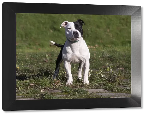 13132383. Staffordshire Bull Terrier dog outdoors Date