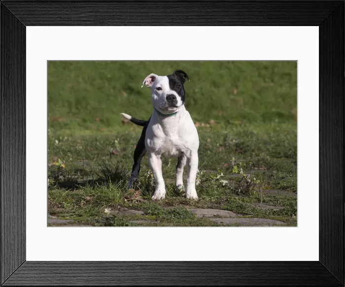 Framed Print : 13132383. Staffordshire Bull Terrier dog outdoors Date Framed Print : 13132383. Staffordshire Bull Terrier dog outdoors Date