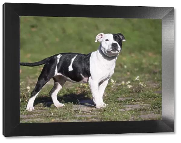 13132385. Staffordshire Bull Terrier dog outdoors Date