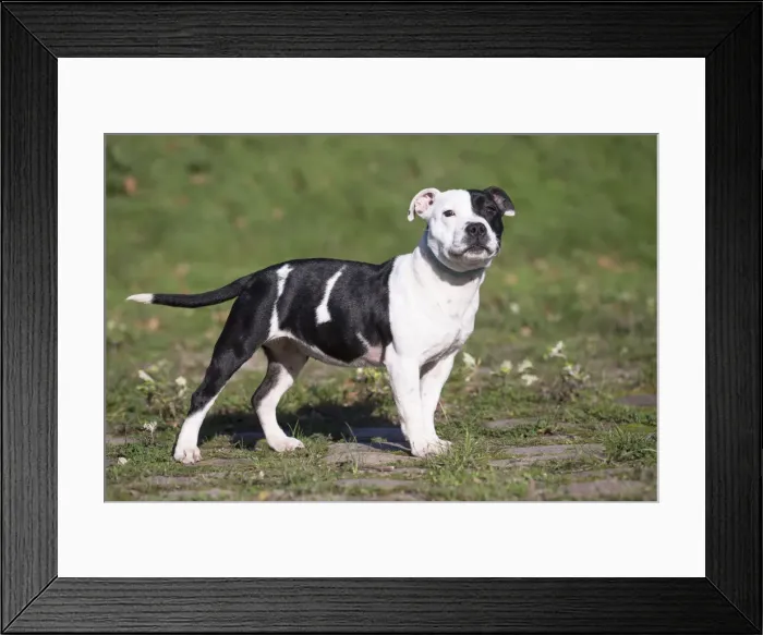 Framed Print : 13132385. Staffordshire Bull Terrier dog outdoors Date Framed Print : 13132385. Staffordshire Bull Terrier dog outdoors Date