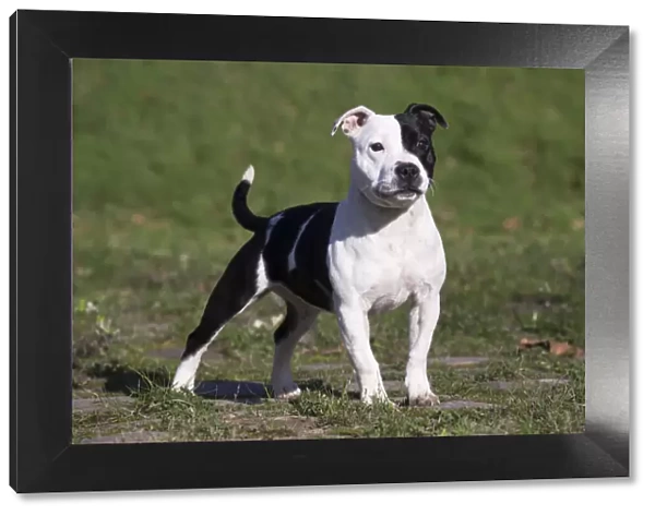 13132386. Staffordshire Bull Terrier dog outdoors Date