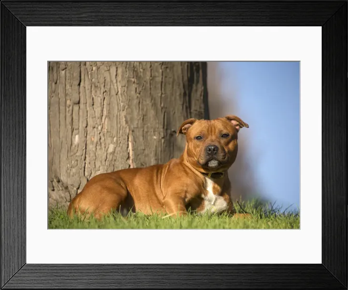 Framed Print : 13132387. Staffordshire Bull Terrier dog outdoors Date Framed Print : 13132387. Staffordshire Bull Terrier dog outdoors Date