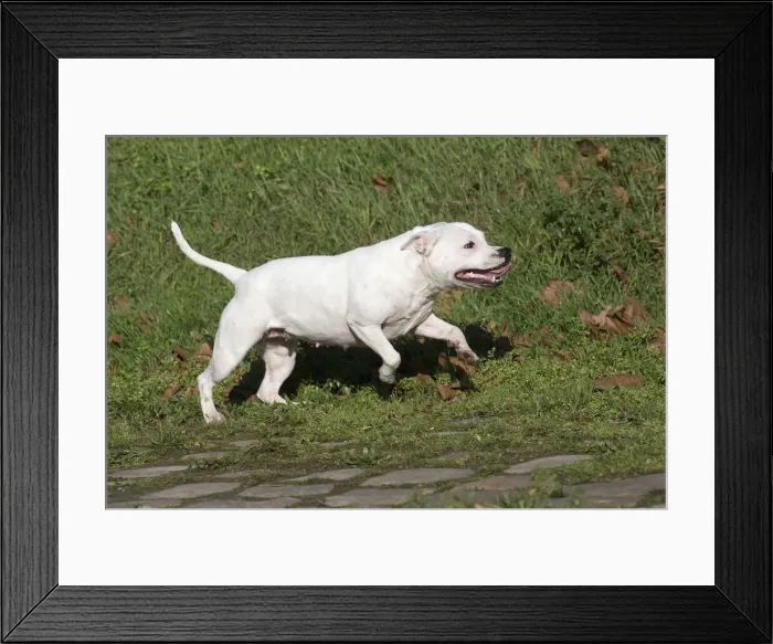 Framed Print : 13132384. Staffordshire Bull Terrier dog running outdoors Date