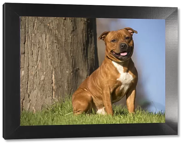 13132388. Staffordshire Bull Terrier dog outdoors Date
