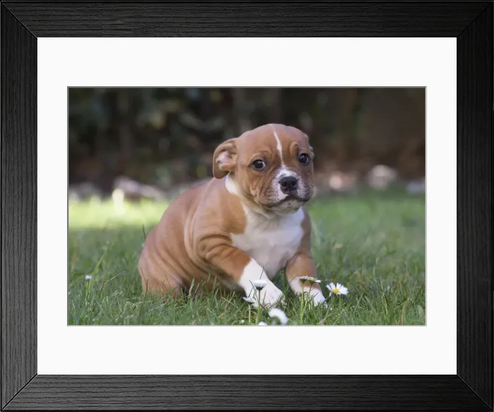 Framed Print : 13132389. Staffordshire Bull Terrier puppy outdoors Date Framed Print : 13132389. Staffordshire Bull Terrier puppy outdoors Date