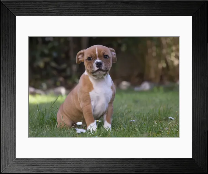 Framed Print : 13132390. Staffordshire Bull Terrier puppy outdoors Date Framed Print : 13132390. Staffordshire Bull Terrier puppy outdoors Date