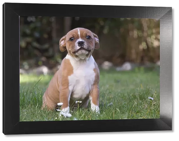 13132391. Staffordshire Bull Terrier puppy outdoors Date