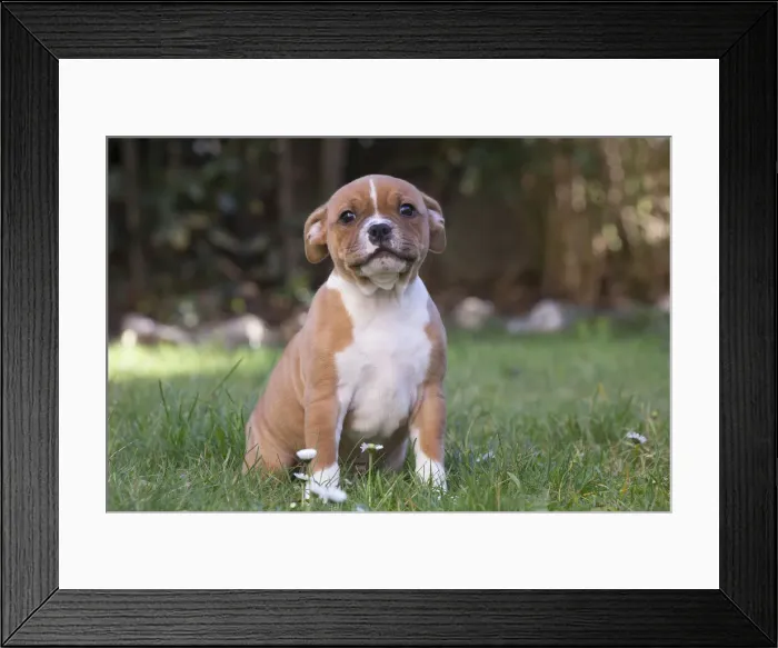 Framed Print : 13132391. Staffordshire Bull Terrier puppy outdoors Date Framed Print : 13132391. Staffordshire Bull Terrier puppy outdoors Date