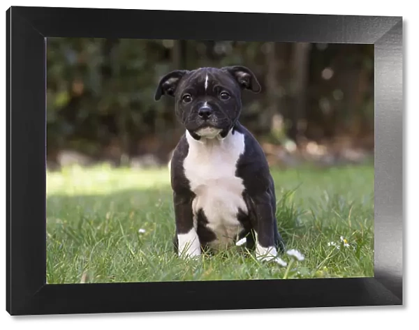 13132392. Staffordshire Bull Terrier puppy outdoors Date