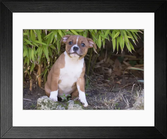 Framed Print : 13132393. Staffordshire Bull Terrier puppy outdoors Date Framed Print : 13132393. Staffordshire Bull Terrier puppy outdoors Date