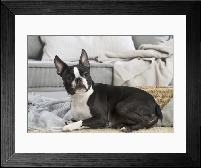 Framed Print : 13132396. Boston Terrier dog indoors Date