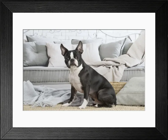 Framed Print : 13132397. Boston Terrier dog indoors Date