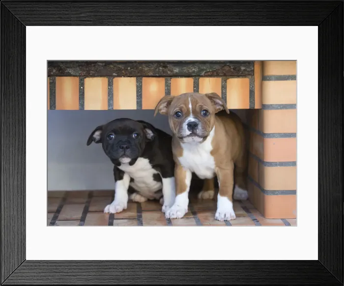 Framed Print : 13132395. Staffordshire Bull Terrier puppies outdoors Date Framed Print : 13132395. Staffordshire Bull Terrier puppies outdoors Date