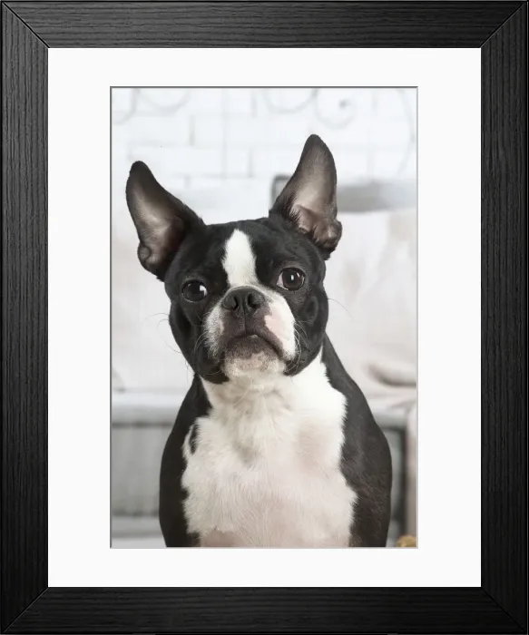 Framed Print : 13132399. Boston Terrier dog indoors Date Framed Print : 13132399. Boston Terrier dog indoors Date