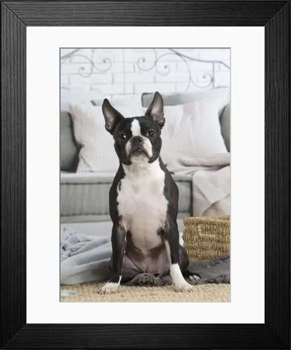 Framed Print : 13132398. Boston Terrier dog indoors Date Framed Print : 13132398. Boston Terrier dog indoors Date
