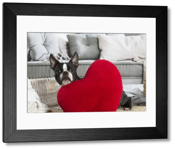 Framed Print : 13132400. Boston Terrier dog indoors Date Framed Print : 13132400. Boston Terrier dog indoors Date