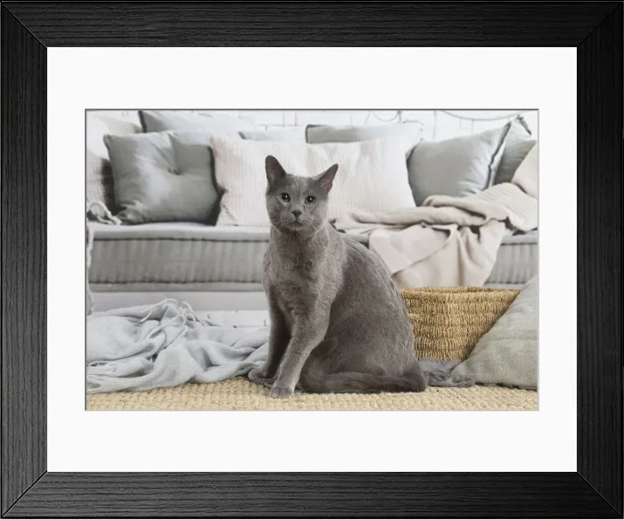 Framed Print : 13132401. Russian Blue cat indoors Date Framed Print : 13132401. Russian Blue cat indoors Date