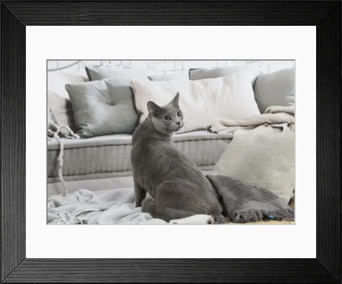 Framed Print : 13132403. Russian Blue cat indoors Date