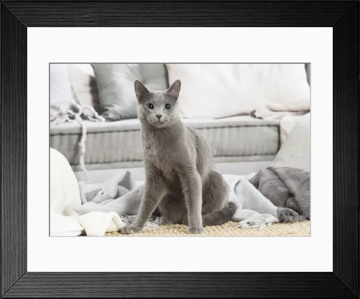 Framed Print : 13132404. Russian Blue cat indoors Date Framed Print : 13132404. Russian Blue cat indoors Date
