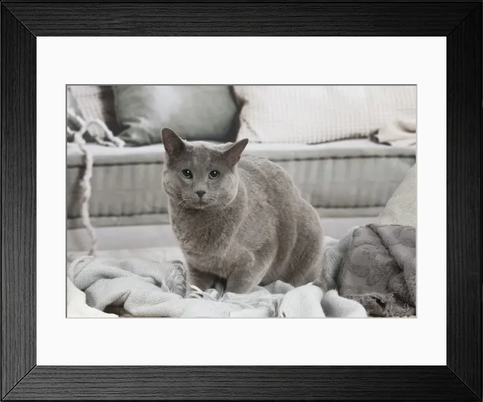 Framed Print : 13132402. Russian Blue cat indoors Date Framed Print : 13132402. Russian Blue cat indoors Date