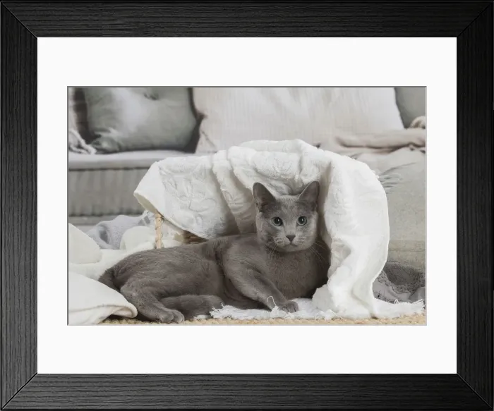 Framed Print : 13132405. Russian Blue cat indoors Date Framed Print : 13132405. Russian Blue cat indoors Date