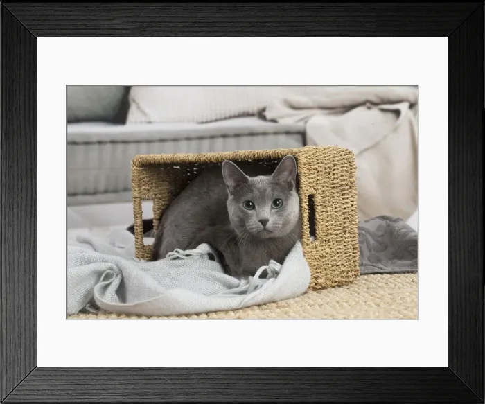 Framed Print : 13132407. Russian Blue cat indoors Date