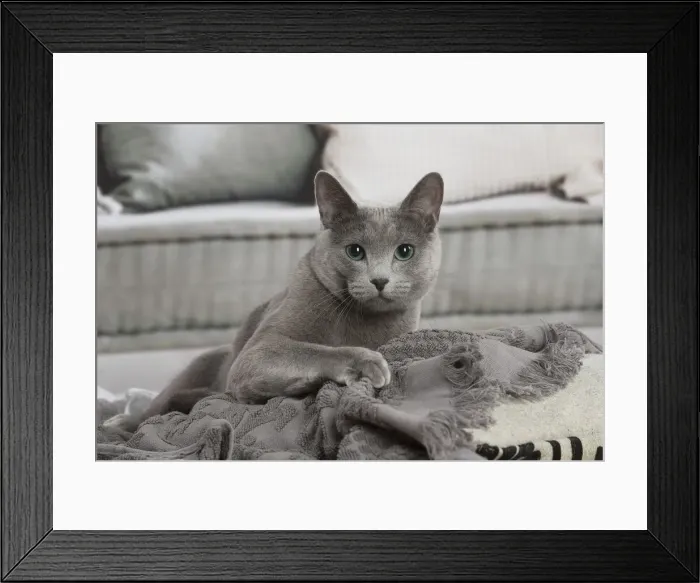 Framed Print : 13132409. Russian Blue cat indoors Date Framed Print : 13132409. Russian Blue cat indoors Date