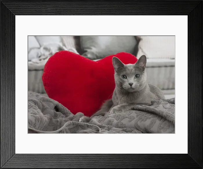 Framed Print : 13132410. Russian Blue cat indoors Date Framed Print : 13132410. Russian Blue cat indoors Date