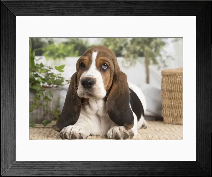 Framed Print : 13132412. Basset Hound puppy indoors Date Framed Print : 13132412. Basset Hound puppy indoors Date
