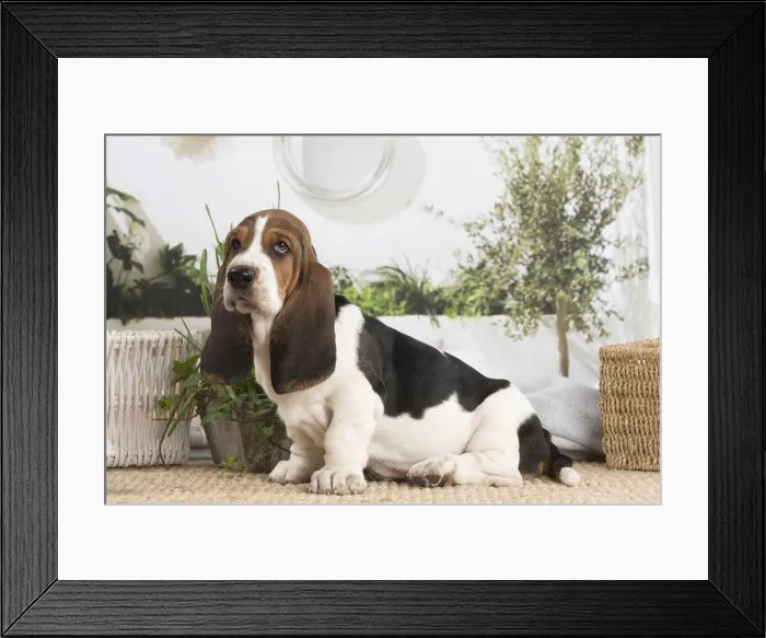 Framed Print : 13132413. Basset Hound puppy indoors Date Framed Print : 13132413. Basset Hound puppy indoors Date