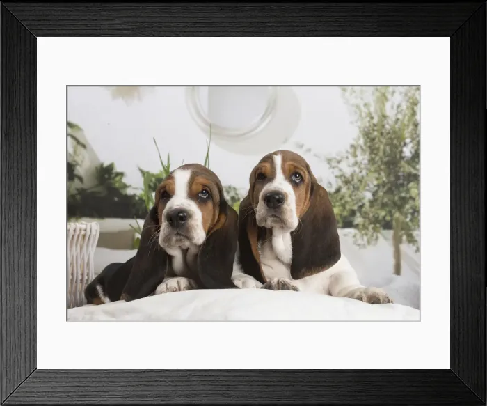 Framed Print : 13132414. Basset Hound puppies indoors Date Framed Print : 13132414. Basset Hound puppies indoors Date