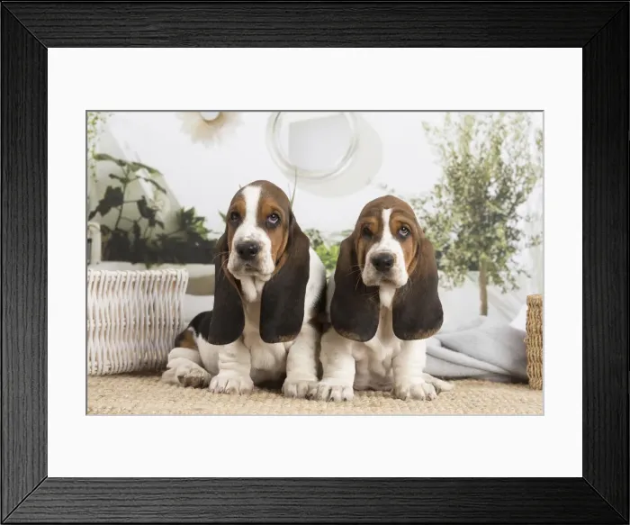 Framed Print : 13132415. Basset Hound puppies indoors Date Framed Print : 13132415. Basset Hound puppies indoors Date