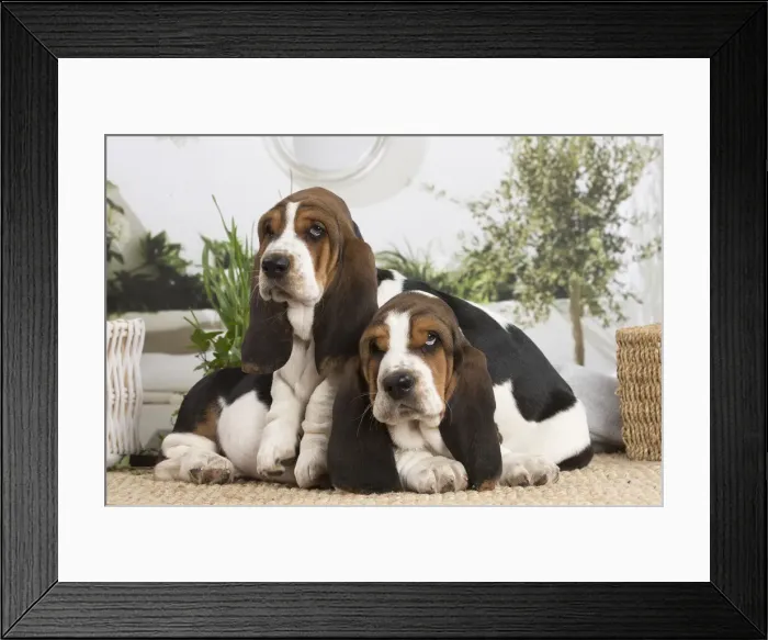 Framed Print : 13132416. Basset Hound puppies indoors Date Framed Print : 13132416. Basset Hound puppies indoors Date