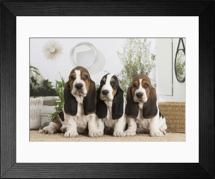 Framed Print : 13132417. Basset Hound puppies indoors Date Framed Print : 13132417. Basset Hound puppies indoors Date