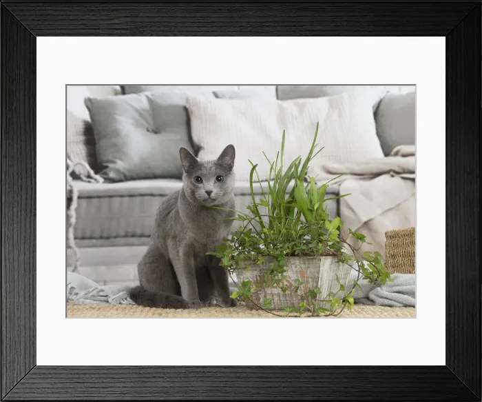 Framed Print : 13132411. Russian Blue cat indoors Date Framed Print : 13132411. Russian Blue cat indoors Date