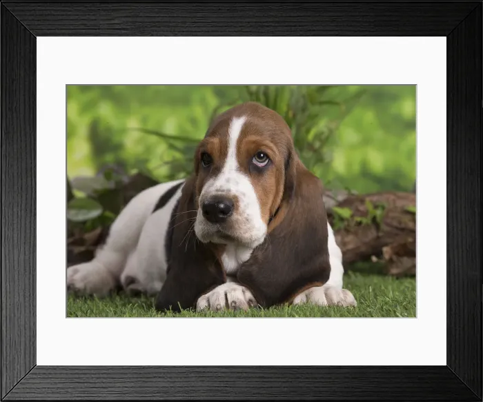 Framed Print : 13132419. Basset Hound puppy outdoors Date
