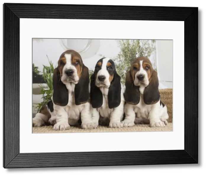 Framed Print : 13132418. Basset Hound puppies indoors Date Framed Print : 13132418. Basset Hound puppies indoors Date