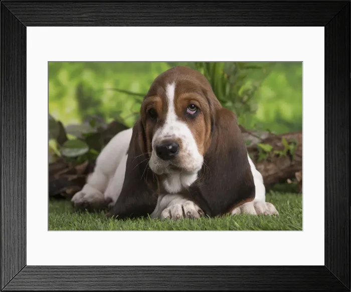 Framed Print : 13132420. Basset Hound puppy outdoors Date Framed Print : 13132420. Basset Hound puppy outdoors Date