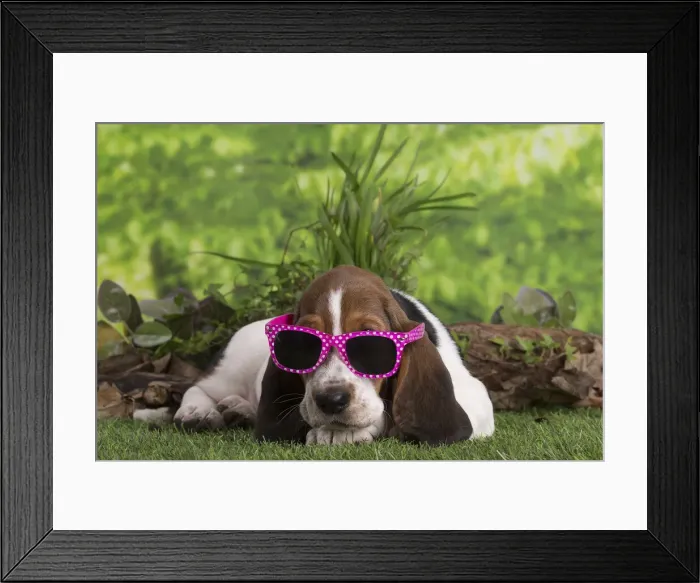 Framed Print : 13132421. Basset Hound puppy outdoors wearing sunglasses Date Framed Print : 13132421. Basset Hound puppy outdoors wearing sunglasses Date