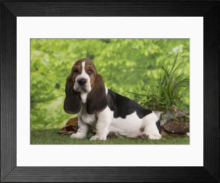 Framed Print : 13132423. Basset Hound puppy outdoors Date Framed Print : 13132423. Basset Hound puppy outdoors Date